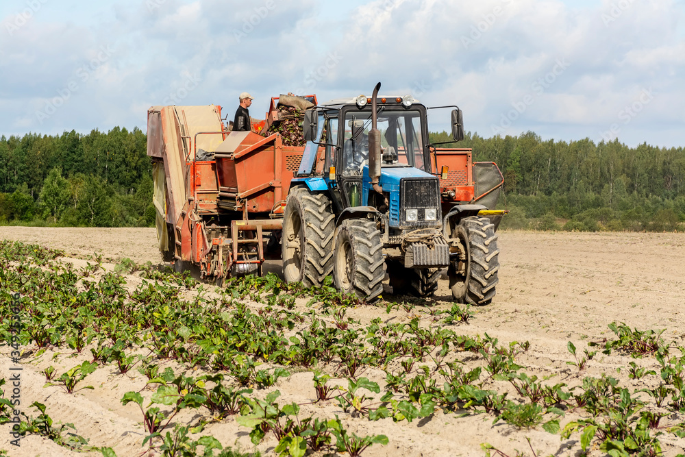Mechanized harvesting red beets on an agricultural field. Mechanized harvesting red beets on an agricultural field.