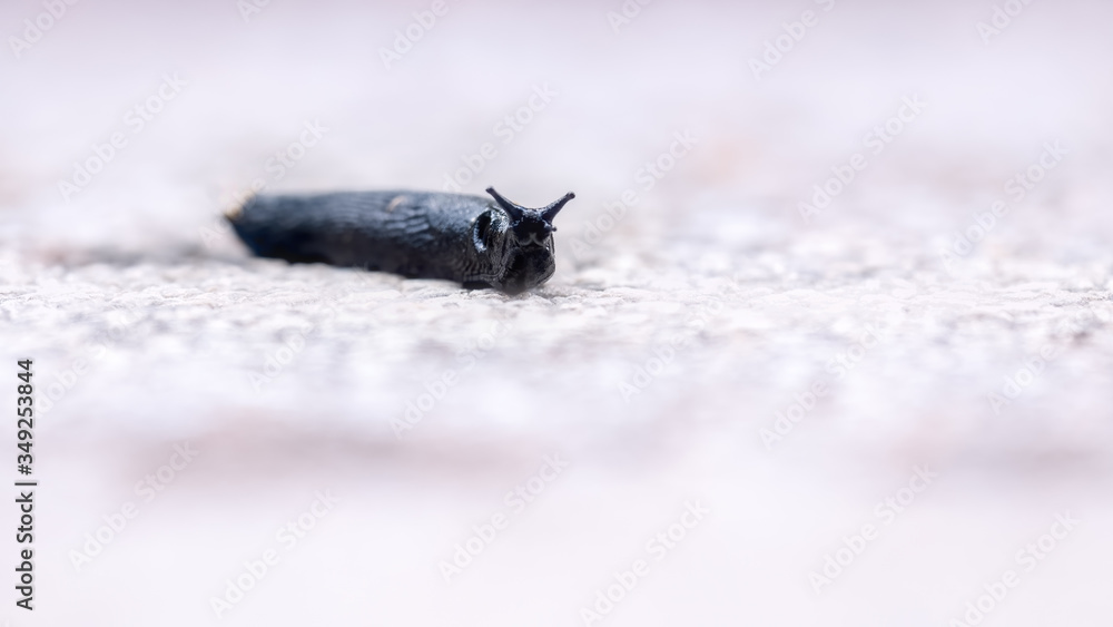 Obraz premium Black slug sliithering across tarmac with his horns out looking directly at the camera