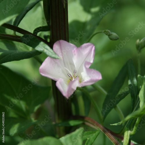 Convolvulus arvensis