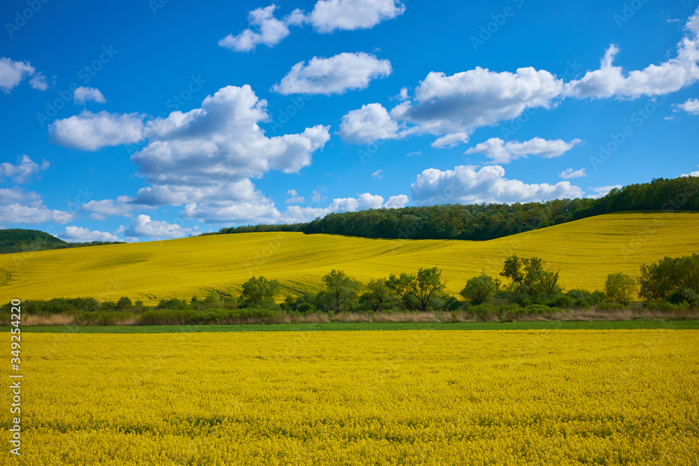 Rape flower field agains blue sky with hills, forests and a nice cloudscape. Spring landscape, vivid blue and yellow colors for backgrounds