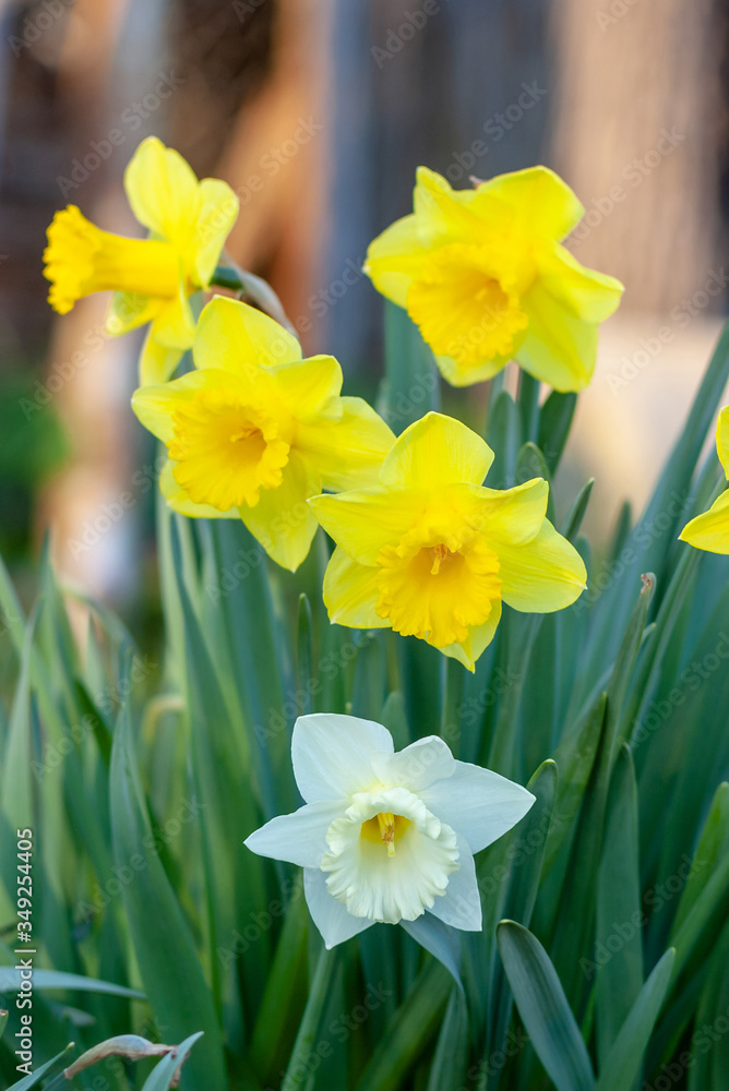 Obraz premium White and yellow daffodils. Spring flowers near the setting sun.
