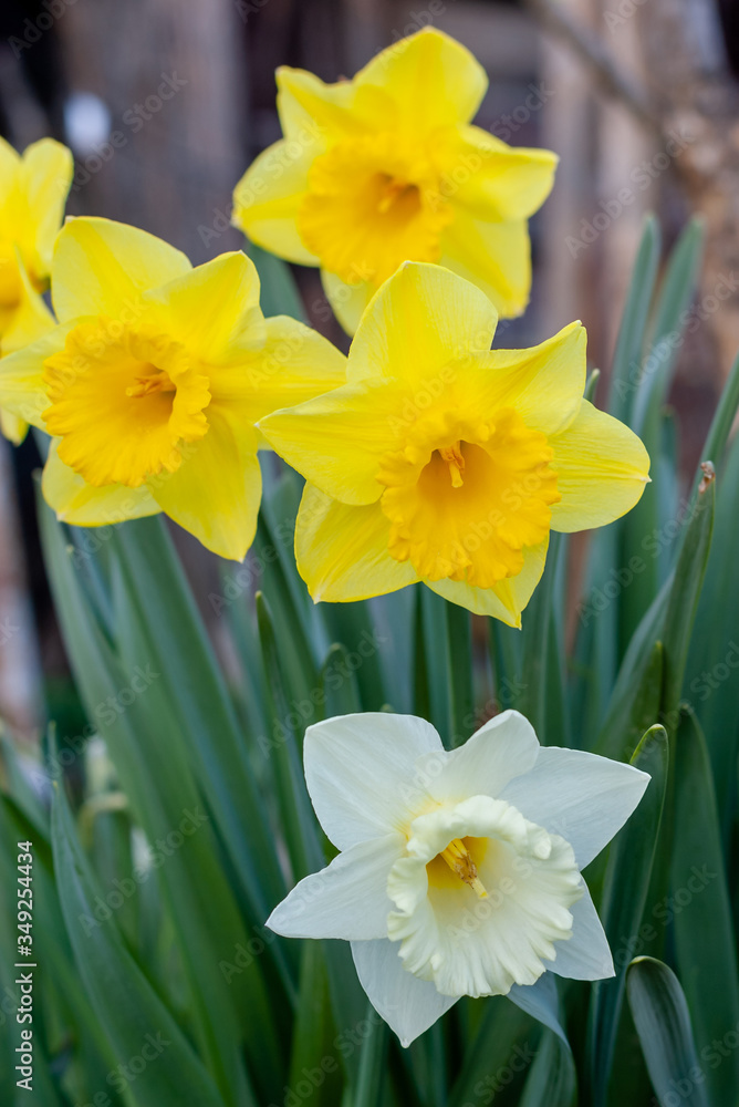 White and yellow daffodils. Spring flowers near the setting sun. White and yellow daffodils. Spring flowers near the setting sun.