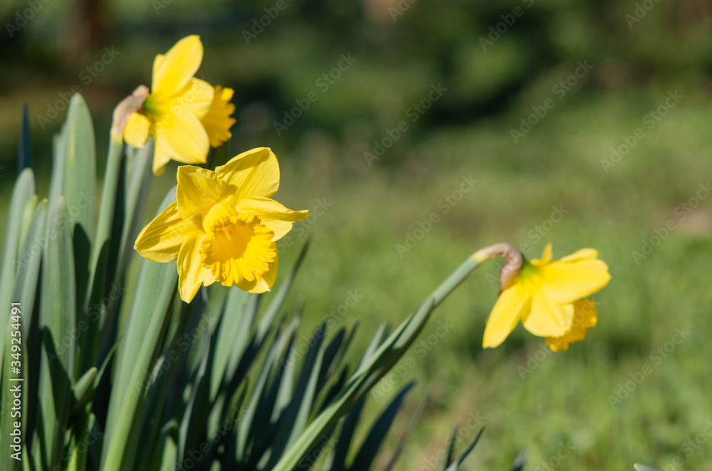 Yellow Narcissus - daffodil on a green background.