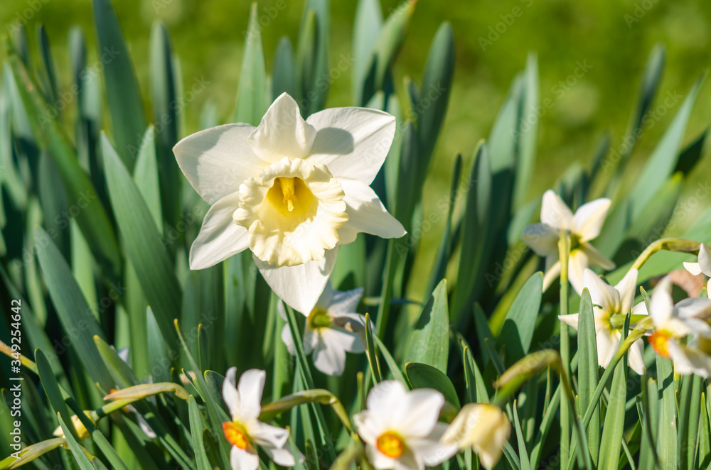 White daffodil (Narcissus)on green background. White daffodil (Narcissus)on green background.