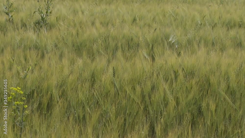 Beautiful view of endless green agricultural field in spring day. Grain crop field harvest crops in the countryside. Green Wheat Waving Natural Background. Close up of Green Wheat Swaying in the Wind. Beautiful view of endless green agricultural field in spring day. Grain crop field harvest crops in the countryside. Green Wheat Waving Natural Background. Close up of Green Wheat Swaying in the Wind.
