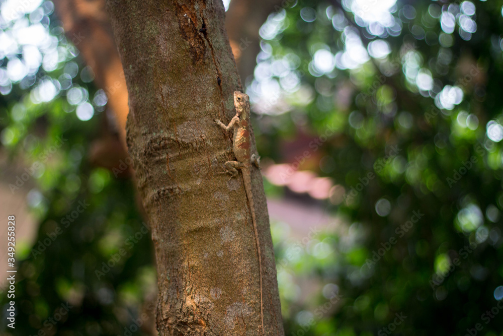 Red neck Thailand. Chameleon on tree and natural green background. Red neck Thailand. Chameleon on tree and natural green background.
