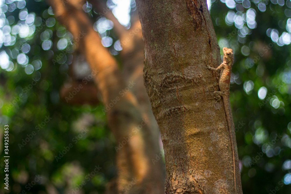 Red neck Thailand. Chameleon on tree and natural green background. Red neck Thailand. Chameleon on tree and natural green background.
