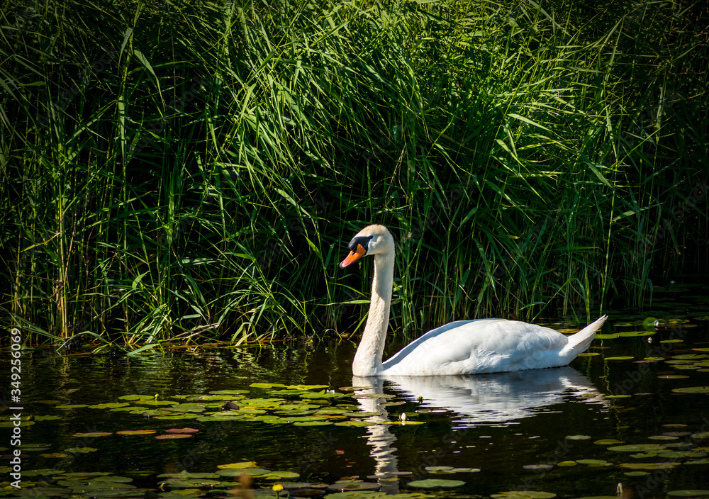 Fototapeta premium white mute swan on the lake