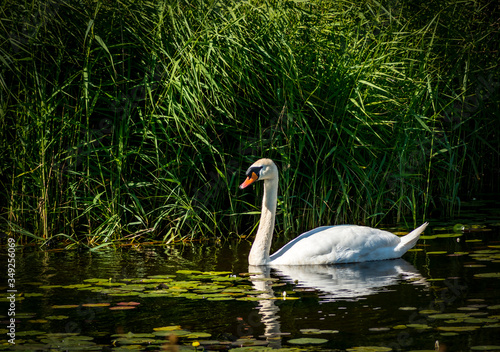 white mute swan on the lake