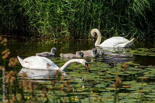 Family of mute swan is looking for food in the river Lielupe, Jurmala, Latvia