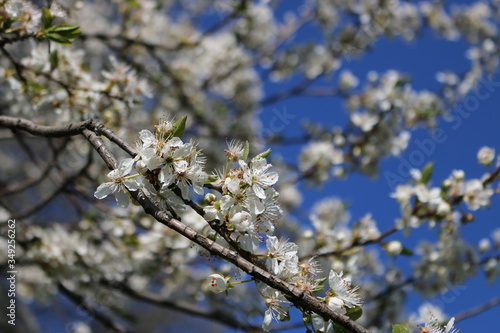 Spring, white cherry blossoms open.