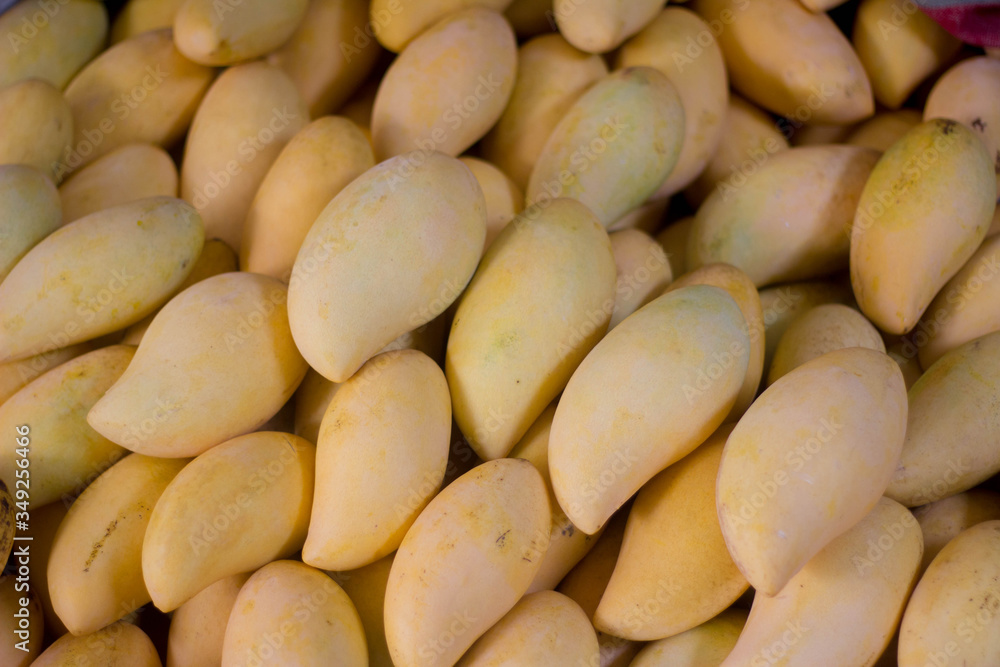 close up shot of Thai ripe barracuda mangoes. close up shot of Thai ripe barracuda mangoes.