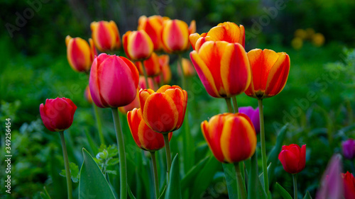 Beautiful blooming orange tulips  buds.