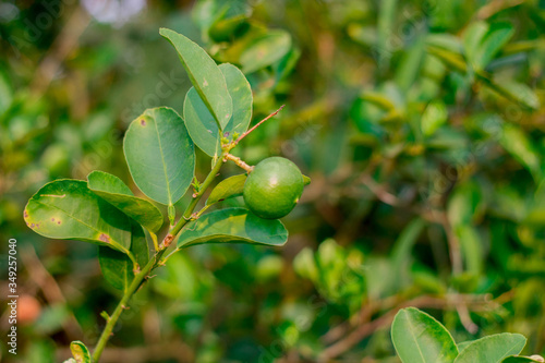 Close up of green lemons hanging from a tree in a green lemon grove. © Wijitra