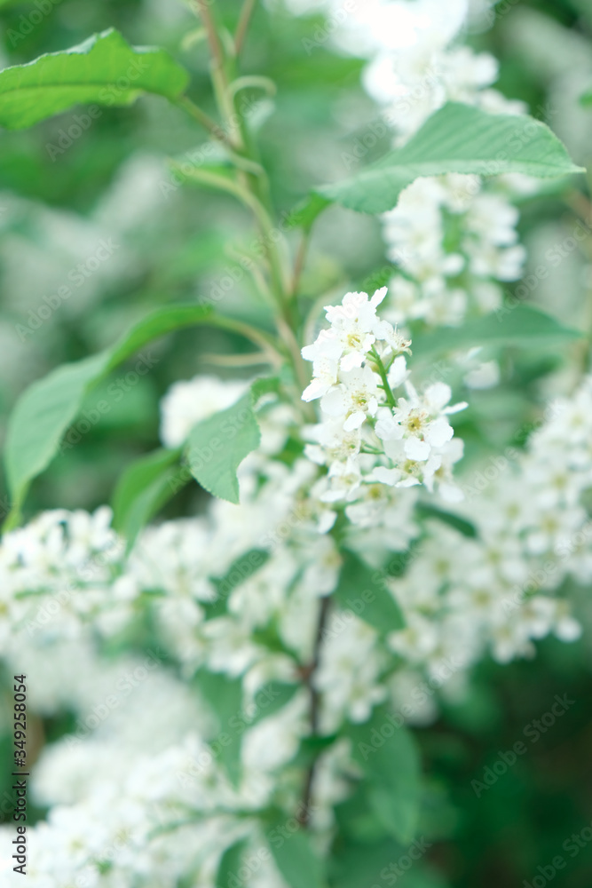Beautiful floral spring abstract background of nature. Branches of blossoming apricot macro with soft focus on gentle light blue sky background. Beautiful floral spring abstract background of nature. Branches of blossoming apricot macro with soft focus on gentle light blue sky background.