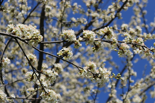 Spring, white cherry blossoms open.