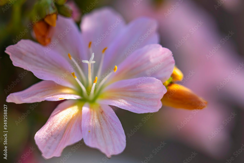 A sunbeam illuminates the pistil and stamens of one of the delicate flowers of a succulent plant A sunbeam illuminates the pistil and stamens of one of the delicate flowers of a succulent plant