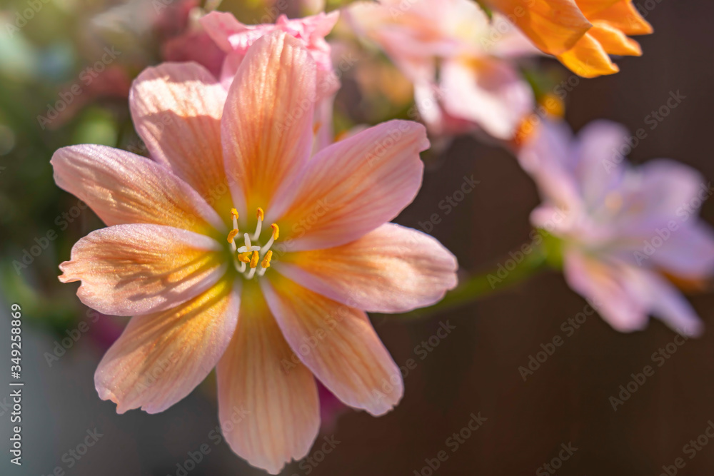 Fototapeta premium The sun shines from the side on the pistil and stamens of one of the delicate orange flowers of a succulent plant