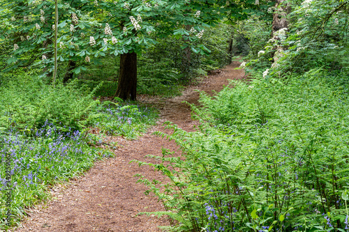 This forest path passes many bluebells, ferns and flowering (chestnut) trees photo