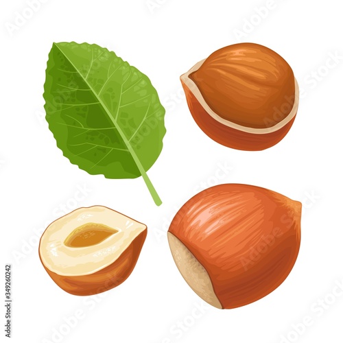 Set whole and half hazelnut with green leaves. Vector realistic icon.