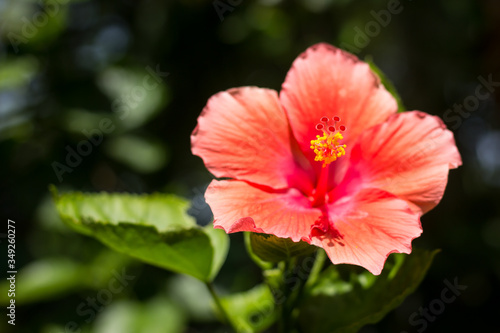 Close up of red Hibiscus rosa-sinensis © nitinut380