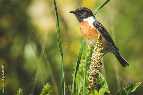 amazing pictures of birds in nature 