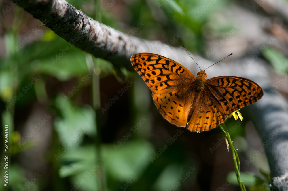 Obraz premium Great Spangled Fritillary