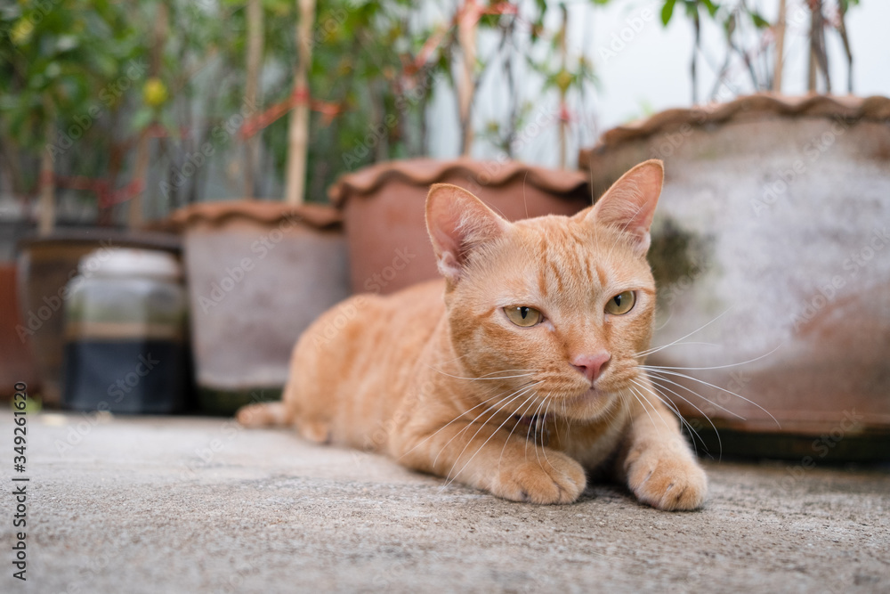 Orange cat sitting on ground in the garden. Orange cat sitting on ground in the garden.