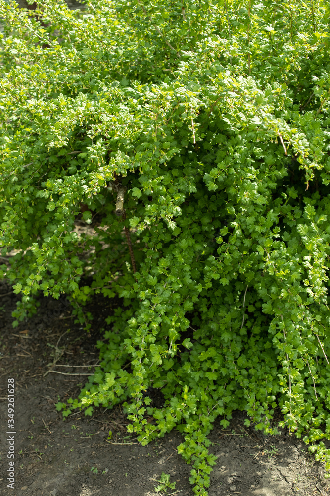 green gooseberry bush in the garden closeup, nature background