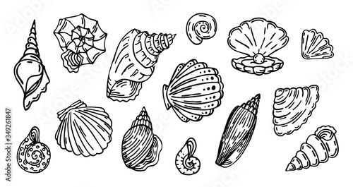 Shell, outline set, Vector collection of seashell outline black line illustration, isolated on white background, decorative set, 