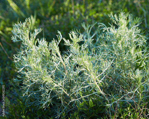 Young bush of Artemisia absinthium (known also as Artemisia Camphorata) growing outdoors. 