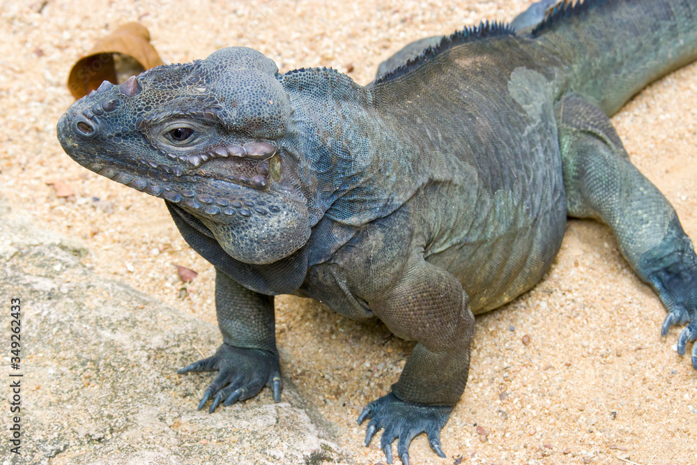 The rhinoceros iguana (Cyclura cornuta) is a threatened species of lizard in the family Iguanidae that is primarily found on the Caribbean island of Hispaniola. The closeup image The rhinoceros iguana (Cyclura cornuta) is a threatened species of lizard in the family Iguanidae that is primarily found on the Caribbean island of Hispaniola. The closeup image