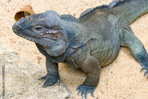 The rhinoceros iguana  Cyclura cornuta  is a threatened species of lizard in the family Iguanidae that is primarily found on the Caribbean island of Hispaniola. The closeup image