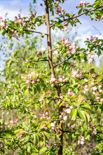 Apple tree stem with branches and blossoms in the garden