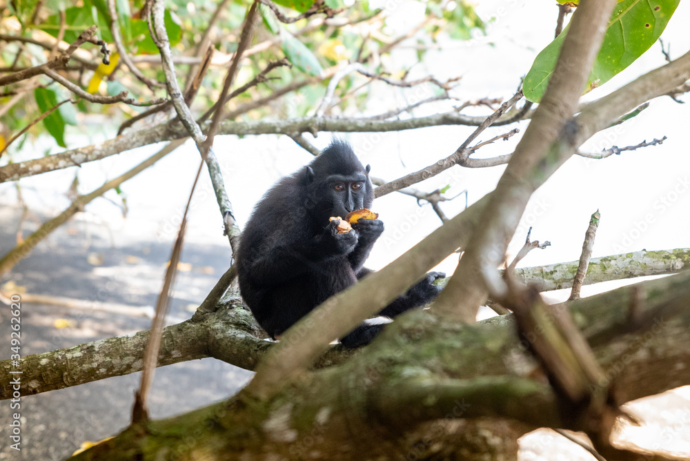 Obraz premium Tongkoko National Park