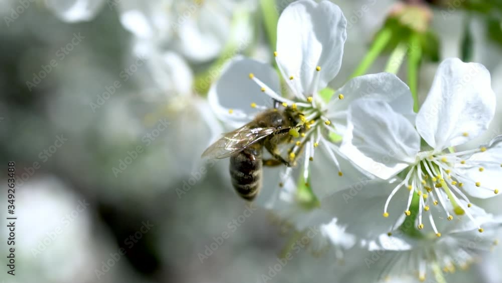 A bee pollinates a flowering cherry tree. Bee on a flower close-up. A bee pollinates a flowering cherry tree. Bee on a flower close-up.