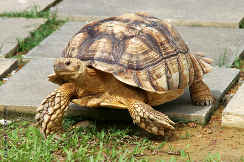 The African spurred tortoise (Centrochelys sulcata) is a species of tortoise, which inhabits the southern edge of the Sahara desert in Africa. It is the third-largest species of tortoise in the world.
