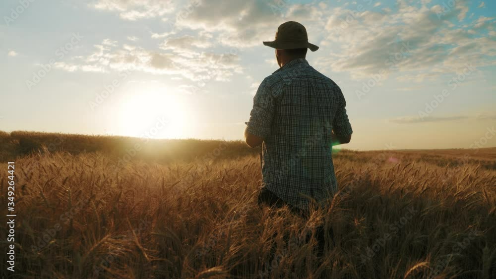Young farmer working in a wheat field at sunset. Young farmer working in a wheat field at sunset.