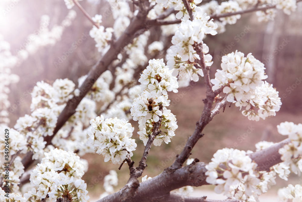 Blooming gardens and trees in spring. Plum blossoms are beautiful white flowers, pollinated by bees. Delicate clusters of flowers in the pink rays of the rising sun.