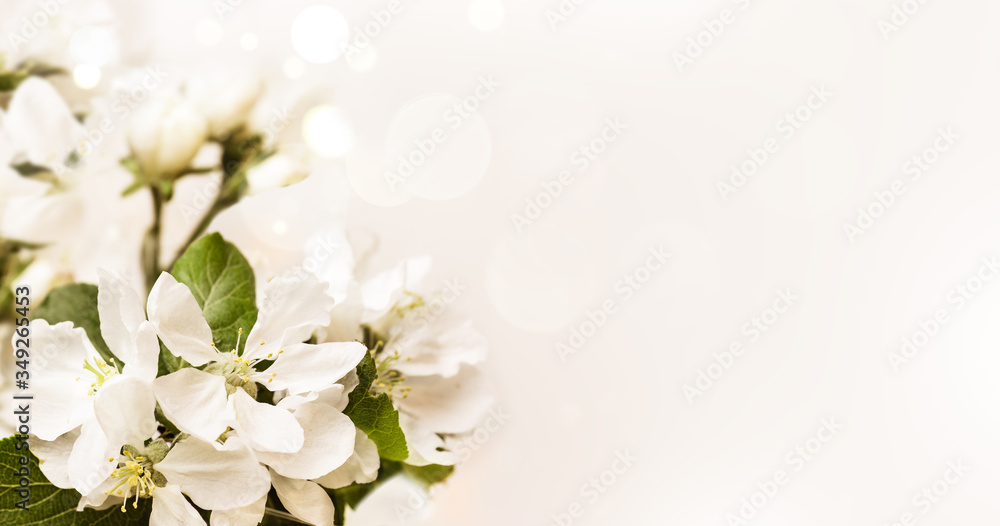 Blooming white branch in spring on creamy bokeh background . Spring border, web banner, background. Copy space. Blooming white branch in spring on creamy bokeh background . Spring border, web banner, background. Copy space.