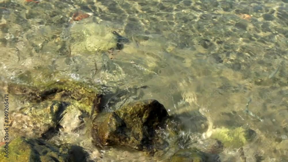 Fish swimming in the shallow sea between rocks Fish swimming in the shallow sea between rocks