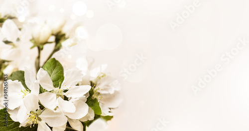 Blooming white branch in spring on creamy bokeh background . Spring border, web banner, background. Copy space.