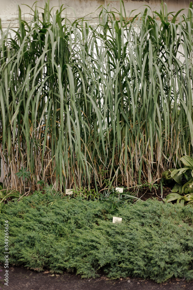 Fototapeta premium botanic