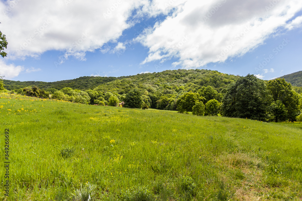 Spring beautiful nature green landscape