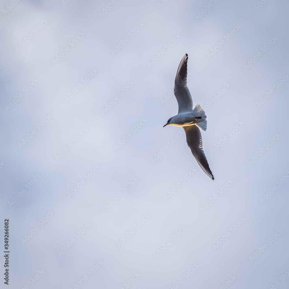 flying black-headed gull in winter, Chroicocephalus ridibundus flying black-headed gull in winter, Chroicocephalus ridibundus