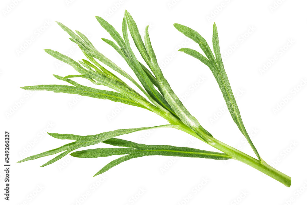 Tarragon a.dracunculus, paths, top Tarragon a.dracunculus, paths, top