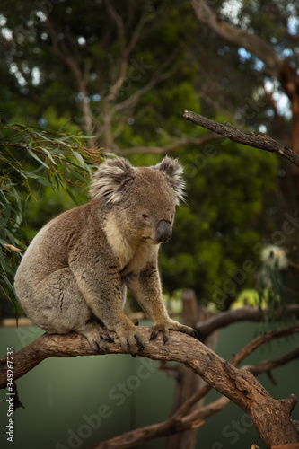 Koala gripping a branch tree in Austalia