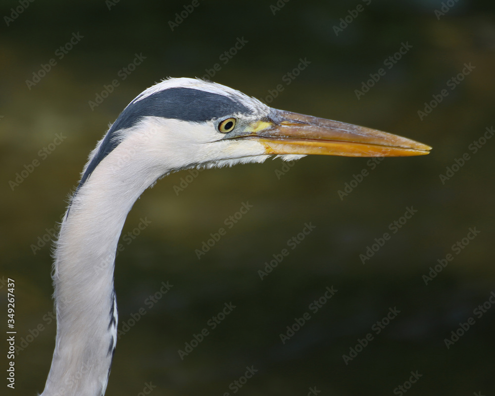 Close Up of a Heron Close Up of a Heron