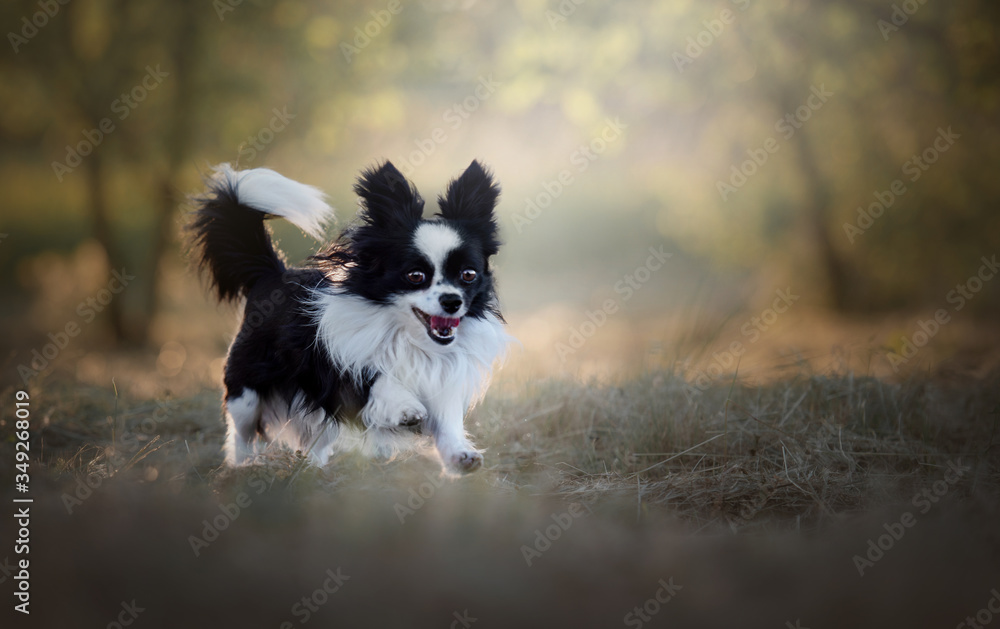 black and white dog run black and white dog run
