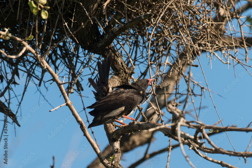 Alecto à bec rouge,.Bubalornis niger, Red-billed Buffalo Weaver